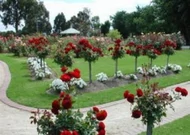 Magastörzsű rózsák