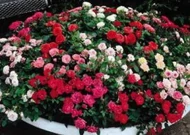 Talajtakaró rózsák