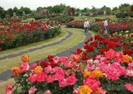 Teahybrid bokor rózsák