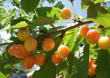 Prunus avium fehér cseresznye / Fehér cseresznye