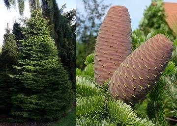 Abies nordmanniana / Kaukázusi jegenyefenyő