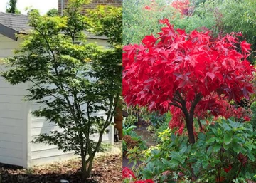 Acer palmatum Osakazuki / Zöld levelű Japán juhar