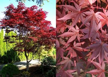 Acer Palmatum Fireglow / Bordó levelű Japán juhar