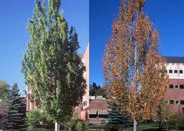 Acer freemanii Armstrong / Armstrong Vörös juhar