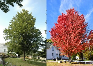 Acer freemanii Celebration (Celzam) / Celebration Vörös juhar