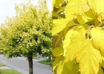 Acer negundo Kelly s Gold / Aranylombú zöld juhar