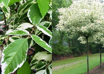 Acer negundo Variegatum / Tarka levelű zöld juhar