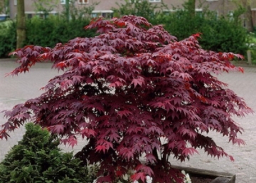 Acer palmatum Atropurpureum / Vöröslevelű Japán juhar