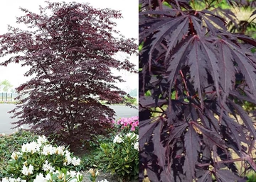 Acer Palmatum Black Lace / Sötét bordó levelű japán juhar
