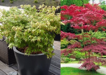 Acer palmatum Little Princess / Törpe japán juhar