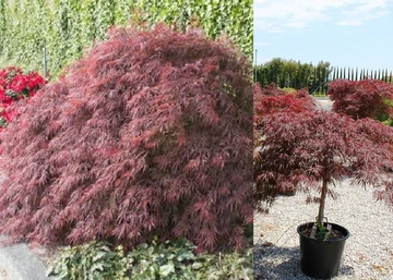 Acer palmatum Red Star (Stella Rossa) / Vörös Szeldelt levelű japán juhar