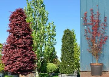 Acer palmatum Skeeters Broom / Oszlopos vörös levelű Japán juhar