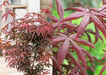 Acer palmatum Starfish / Vékony levelű japán juhar
