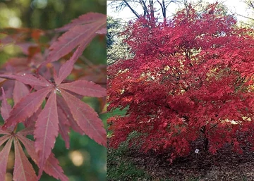 Acer palmatum Suminagashi / Bordó levelű Japán juhar