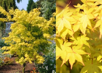 Acer palmatum Summer Gold / Aranysárga lombú japán juhar