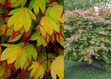 Acer palmatum Tsumagaki / Tarka levelű Japán juhar