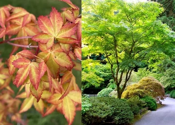 Acer palmatum Ueno Yama / Sárgászöld levelű Japán juhar