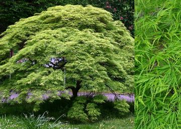 Acer palmatum dissectum Emerald Lace / Zöld szeldelt levelű Japán juhar