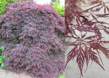 Acer palmatum dissectum Firecracker / Vörös szeldelt levelű japán juhar
