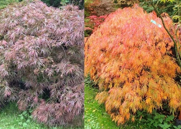Acer palmatum dissectum Rubrifolium / Szeldelt levelű japán juhar