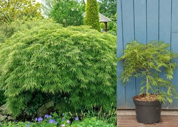 Acer palmatum dissectum Viridis / Zöld szeldelt levelű Japán juhar