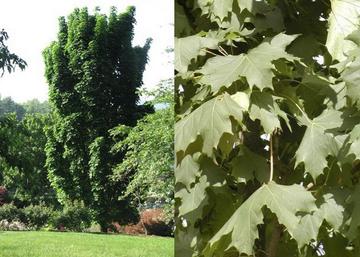 Acer platanoides Olmstedt / Oszlopos korai juhar