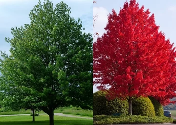 Acer rubrum Brandywine / Vörös juhar