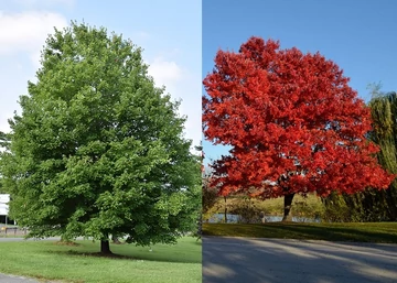 Acer rubrum October Glory / Vörös juhar