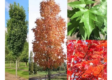Acer rubrum Scanlon / Oszlopos vörös juhar