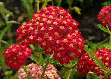 Achillea millefolium paprika / Piros virágú cickafark