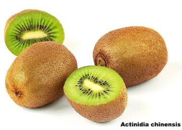 Actinidia chinensis Hayvard Kiwi / Termős Kivi