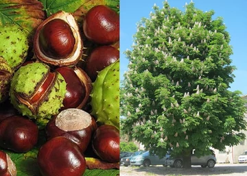 Aesculus hippocastanum / Közönséges vadgesztenye