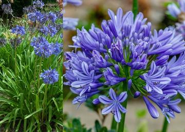Agapanthus umbellatus blue / Afrikai szerelemvirág kék