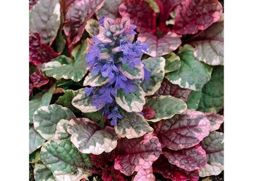 Ajuga reptans Burgundy Glow / Indás ínfű tarka