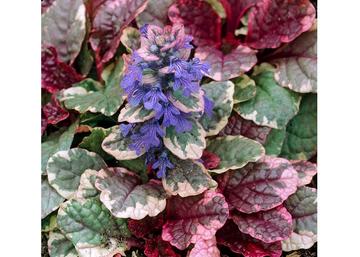 Ajuga reptans Burgundy Glow / Indás ínfű tarka