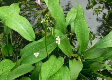 Alisma plantago aquatica / Vízi hídőr