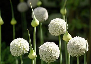 Allium schoenoprasum White One / Metélőhagyma snidling fehér virágú