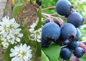 Amelanchier alnifolia Saskatoon Berry / Égerlevelű fanyarka
