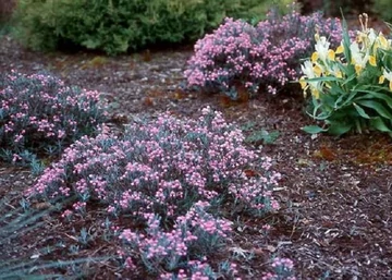 Andromeda polifolia blue ice / Tőzegrozmaring