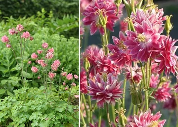 Aquilegia vulgaris Nora Barlow / Harangláb fehér-rózsaszín 