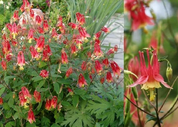 Aquilegia canadensis Little Lanterns / Harangláb piros sárga
