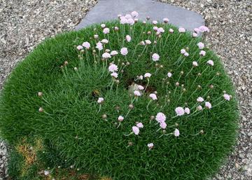 Armeria maritima White / Tengerparti pázsitszegfű fehér