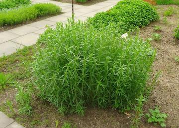 Artemisia dracunculus / Tárkony