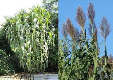 Arundo donax / Dísznád Olasznád