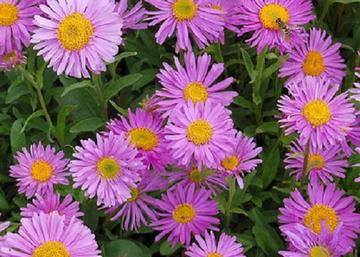 Aster alpinus Happy End / Havasi őszirózsa rózsaszín