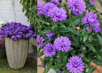 Aster novi-belgii hybrid Eva / Kopasz őszirózsa sőtétkék
