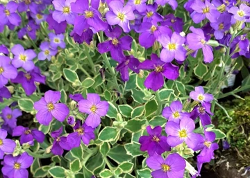 Aubrieta Dr Mules Variegated / Pázsitviola tarka levelű