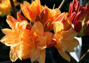 Azalea rhododendron csardas / Sárga azálea azalia