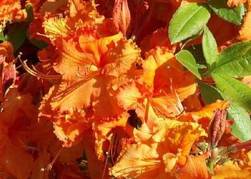 Azalea rhododendron gibraltar / Narancs piros azálea azalia