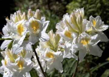 Azalea rhododendron persil / Fehér azálea azalia